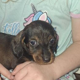 Boy 1 - Black and tan male Dachshund puppy in Oakman, Alabama from MEL Puppies