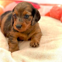 Dachshund Puppies from EntityDachs