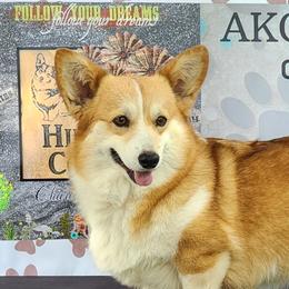 Dolly - Pembroke Welsh Corgi