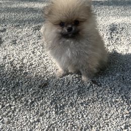 Pomeranian Puppies from Temple pomeranians