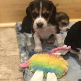 Beagle Puppies from Beech Grove Beagles
