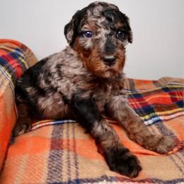 Wilder - Merle male Bernedoodle puppy in Bowling Green, Ohio from Windy Creek Doodles