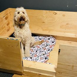 Goldendoodles from Armstrong Golden Doodles