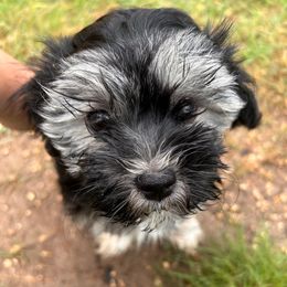 Falcon - Black and tan Havanese puppy in Comfort, Texas from HillCountry Havanese