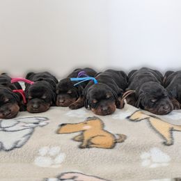 Doberman Pinschers from Jackson's Kennel