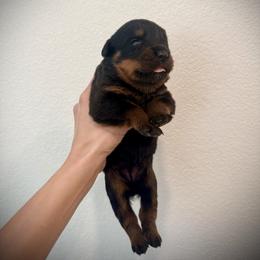 Norra - Black and mahogany female Rottweiler puppy in Denver, Colorado from DR