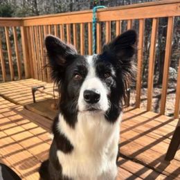 Dream - Border Collie