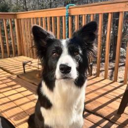 Dream - Border Collie
