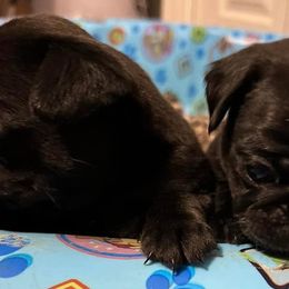 Pugs from The Painted Pug