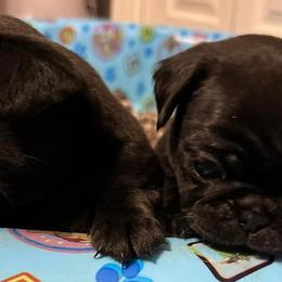 Pugs from The Painted Pug