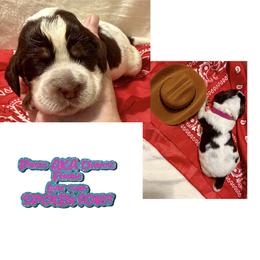 Daphne - Black white and tan female English Springer Spaniel puppy in Madison, Indiana from McCollough's Pawsome Spaniels and Danny's Delightful Dachshunds