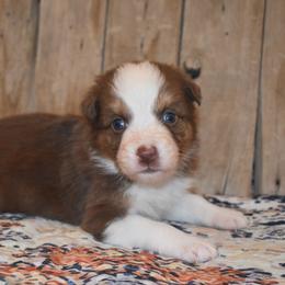 Joy - Red tri-color female Australian Shepherd puppy in San Tan Valley, Arizona from Mott Ranch - Blazin' Sun Aussies