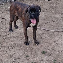 Teela - Boxer