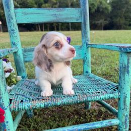Emmie - Dapple female Dachshund puppy in New Albany, Mississippi from Double A. Doxies