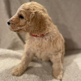 Poodles from LI Standard Poodles