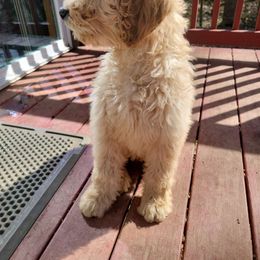 Black - Apricot Goldendoodle puppy in Canton, Georgia from Doodle Family