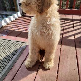 Black - Apricot Goldendoodle puppy in Canton, Georgia from Doodle Family