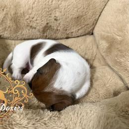 Dachshund Puppies from Queen Bee Doxies