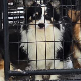 Willy - Pembroke Welsh Corgi