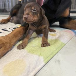 Boy 2 - Red and rust male Doberman Pinscher puppy in Elgin, Texas from New Horizons Kennels