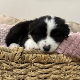 Australian Shepherd Puppies from Drummond Aussies
