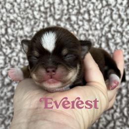 Everest - Chocolate and tan male Chihuahua puppy in Augusta, Georgia from Sophia Jade's Chi Brigade