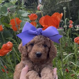 Tootsie - Red  female Goldendoodle puppy in Sugar City, Idaho from Idaho Sugar Doodle Pups