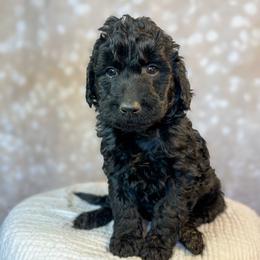 Quirky - Black male Goldendoodle puppy in Grove, Oklahoma from Guinn Family Farms
