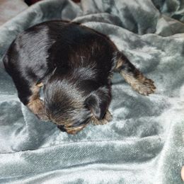 Yorkshire Terrier Puppies from Baker's Babies