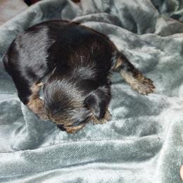 Yorkshire Terrier Puppies from Baker's Babies