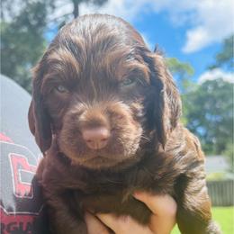Aqua - Liver male Boykin Spaniel puppy in Dublin, Georgia from Ashcraft's Boykin Spaniels