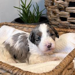 Reed - male Australian Mountain Doodle puppy in Tryon, North Carolina from Melrose Mountain Farm