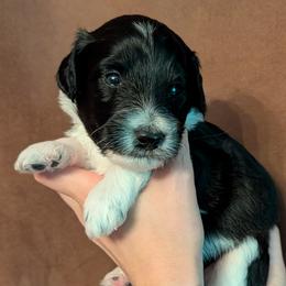 Rebel - Black and white male Aussiedoodle puppy in New Durham, New Hampshire from Ridgeview Aussiedoodles