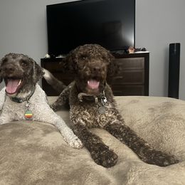 Lagotto Romagnolo Puppies from Anna’s Lagottos