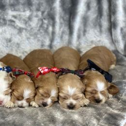 Cocker Spaniel Puppies from Bella Cavalier and Cockers