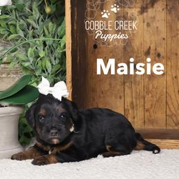 Maisie - Tri-color female Bernedoodle puppy in Heyworth, Illinois from Cobble Creek Puppies