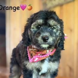 Orange - Phantom female Bernedoodle puppy in Lancaster, Minnesota from Richardville Hunde