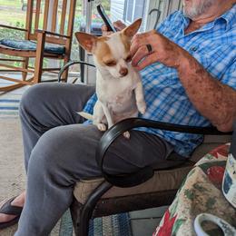 Chihuahua Puppies from OakView Farm