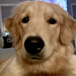 Elsa - Golden Retriever