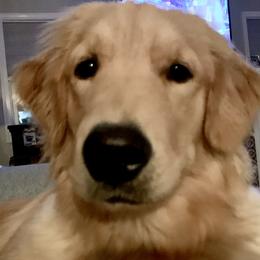 Elsa - Golden Retriever