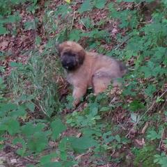 Bouvier des Flandres Puppies from Julie Smith
