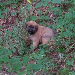 Bouvier des Flandres Puppies from Julie Smith