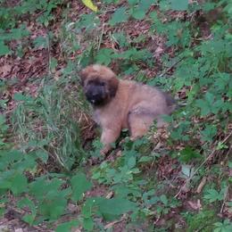 Bouvier des Flandres Puppies from Julie Smith