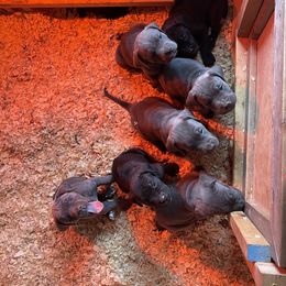 Boerboel and Cane Corso Puppies from DeCola’s Mastiff Paws