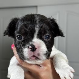 ELSITA - French Bulldog