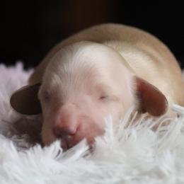 TIPPY - Cream male Dachshund puppy in Fort Worth, Texas from Chadwick Farms Mini Dachshunds
