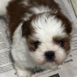 Girl 1 - Gold and white female Shih Tzu puppy in Manlius, New York from Dorothy Agrippino's Shih Tzus