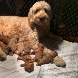 Goldendoodle and Maltipoo All Grown Up from Palm View Pups