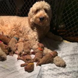 Goldendoodle and Maltipoo All Grown Up from Palm View Pups