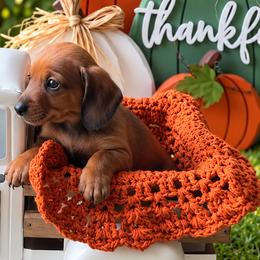 Sentry - Red male Dachshund puppy in Kissimmee, Florida from Barkvenger Dachshunds